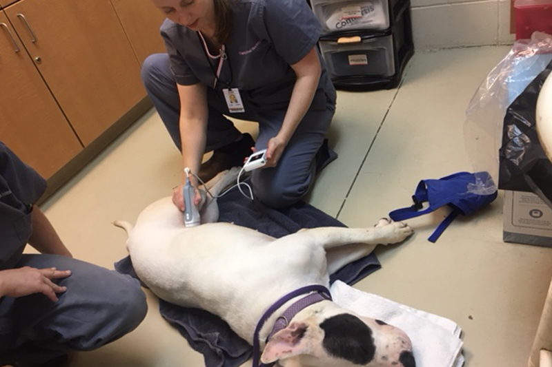 CMS Imaging, Inc donates portable ultrasounds to local animal charities